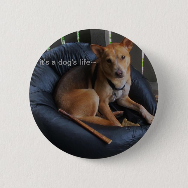 Dog life 2 inch round button (Front)
