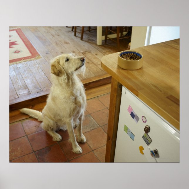 Dog looking at food on table. poster (Front)