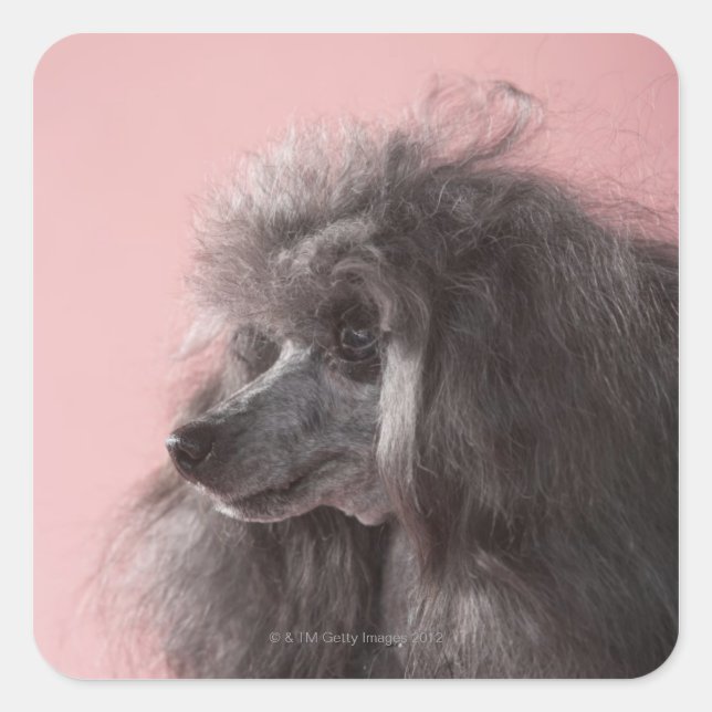 Dog looking away square sticker (Front)