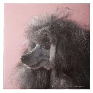 Dog looking away tile