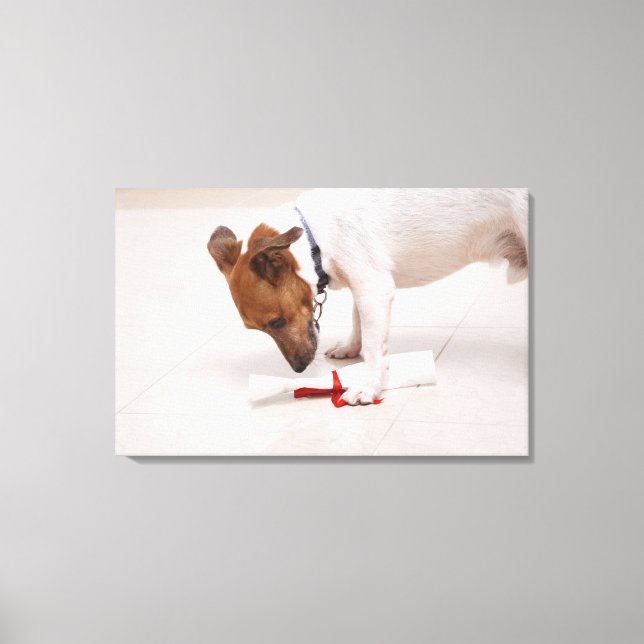 Dog looking down a diploma canvas print (Front)