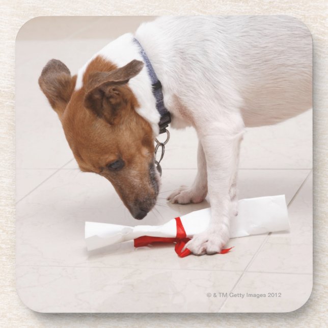 Dog looking down a diploma coaster (Front)