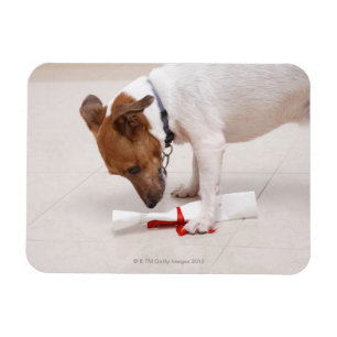 Dog looking down a diploma magnet