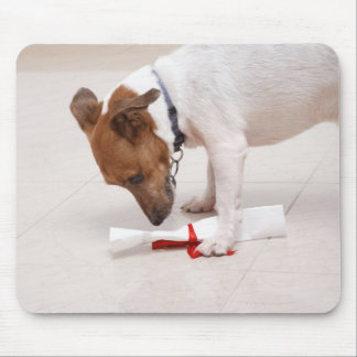 Dog looking down a diploma mouse pad