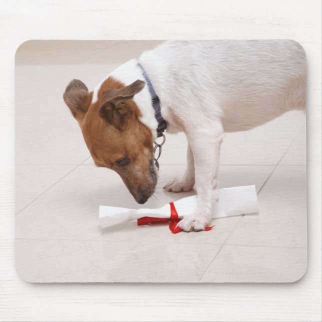 Dog looking down a diploma mouse pad (Front)