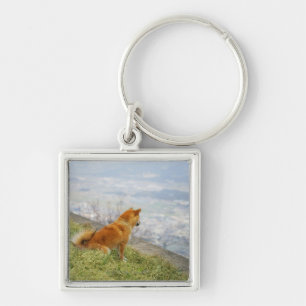 Dog looking down from on hill keychain