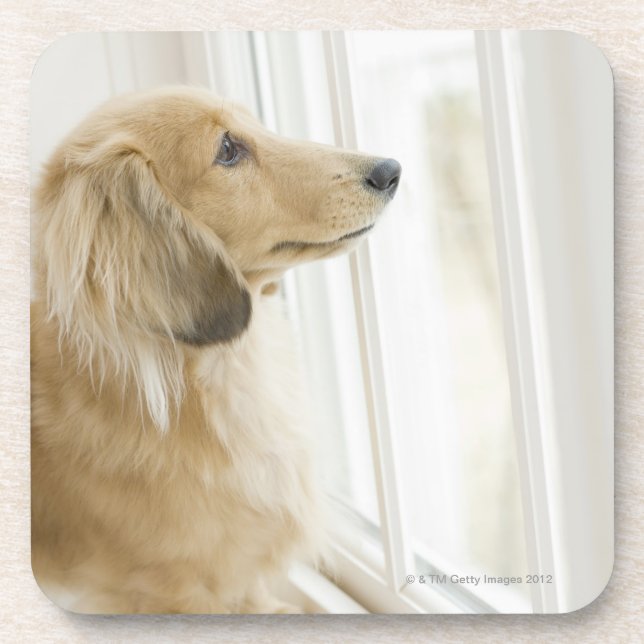 Dog looking out window coaster (Front)