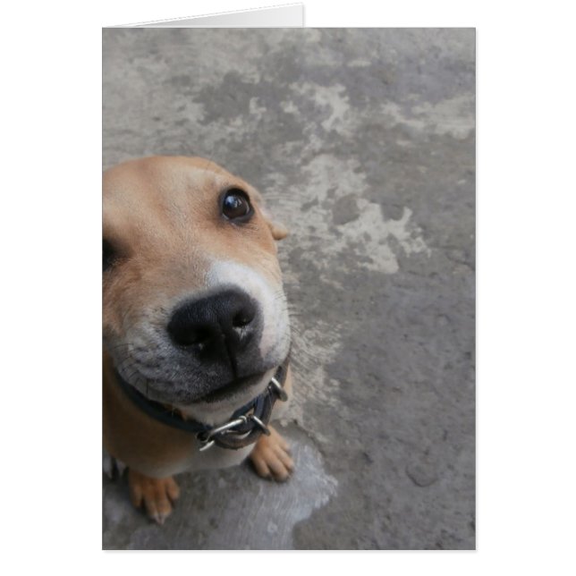 Dog looking SUPER cute!!! (Front)