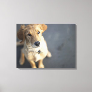 Dog looking up canvas print