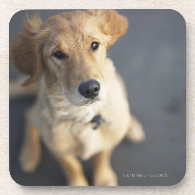 Dog looking up coaster (Front)