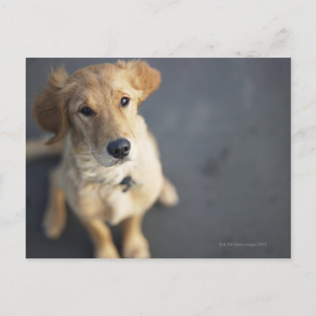 Dog looking up postcard (Front)