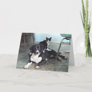 Dog lover, Animal Lover, Cat Lover - Blank Card