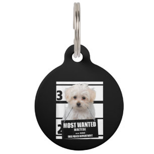 Dog Lover Most Wanted Maltese Dog Police Pet Tag