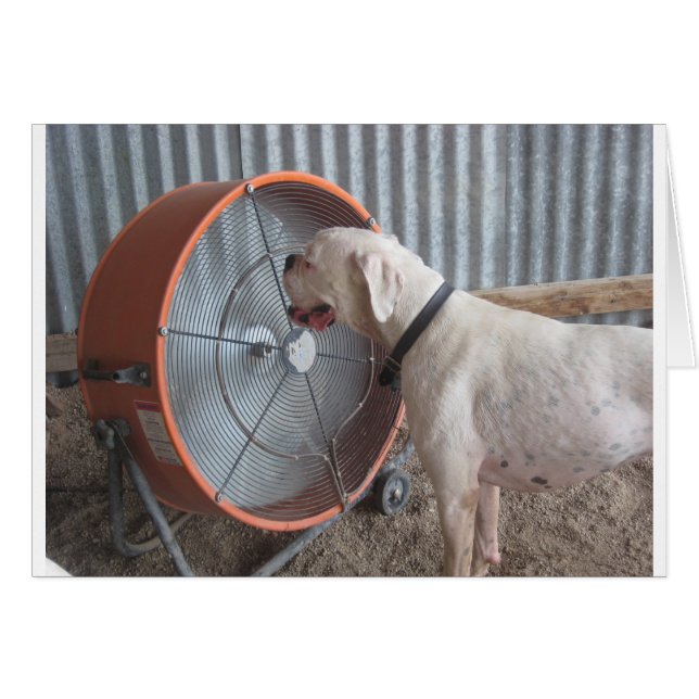 Dog- Loving the Breeze (Front Horizontal)