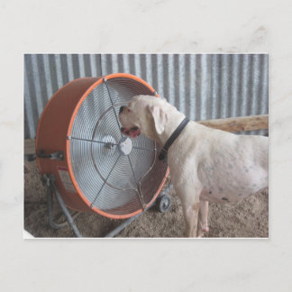 Dog- Loving the Breeze Postcard