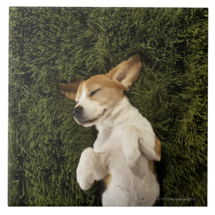 Dog Lying in Grass Sleeping Tile