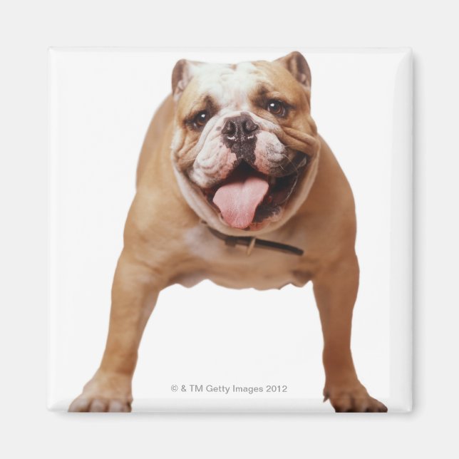 ,dog magnet (Front)