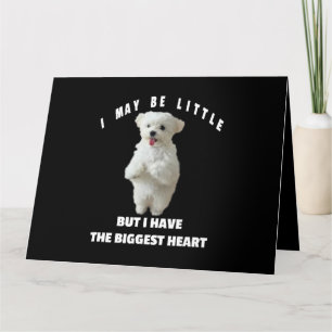 Dog Maltese Little Maltese Dog Design Funny Quote  Card