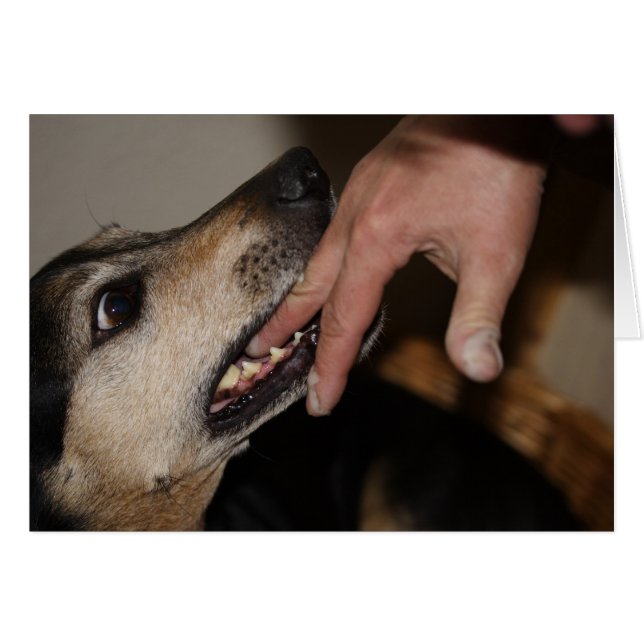 Dog mordant doigt (Devant horizontal)