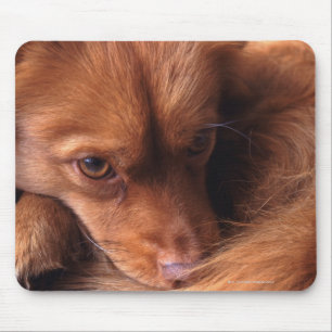 dog mouse pad
