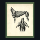 Dog Muscle Veterinary Anatomy Print<br><div class="desc">Vintage anatomical illustration of the dog. The lateral view of the muscles of the dog. Inferior view of the cheast, leg and neck muscles. View more anatomy illustrations under our Veterinary Anatomy Category, and art under our Horse & Dog Prints Category. - Customize: Edit and change the border/background colour as...</div>