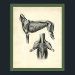 Dog Muscle Veterinary Anatomy Print<br><div class="desc">Vintage anatomical illustration of the dog. The lateral view of the muscles of the dog. Inferior view of the cheast, leg and neck muscles. View more anatomy illustrations under our Veterinary Anatomy Category, and art under our Horse & Dog Prints Category. - Customize: Edit and change the border/background colour as...</div>