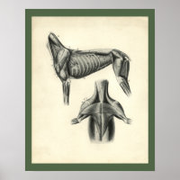 Dog Muscle Veterinary Anatomy Print