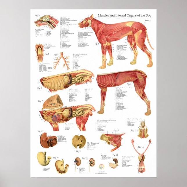 Dog Muscles Internal Anatomy Chart (Front)