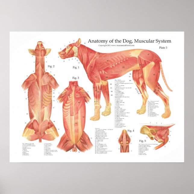 Dog Muscular Anatomy Poster Chart (Front)