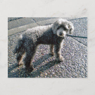 Dog named Louis Postcard