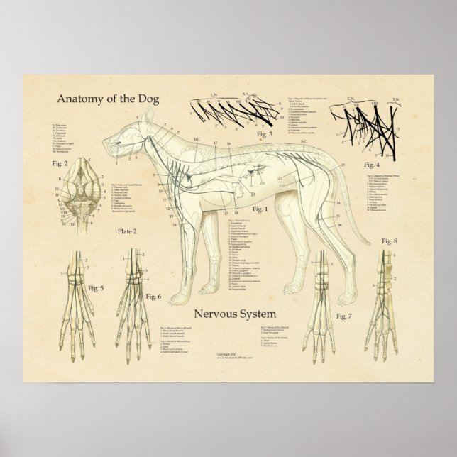 Dog Nervous System Nerve Anatomy Chart (Front)