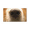 dog nose veterinary business card