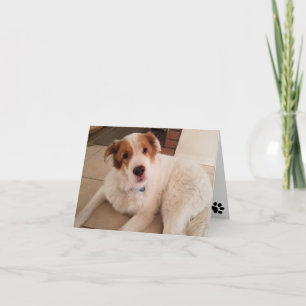 Dog on blank note card with paw prints