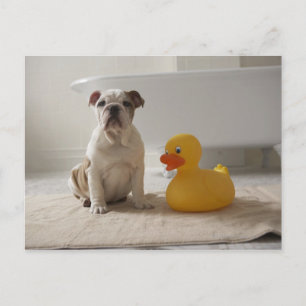 Dog on mat with plastic duck postcard