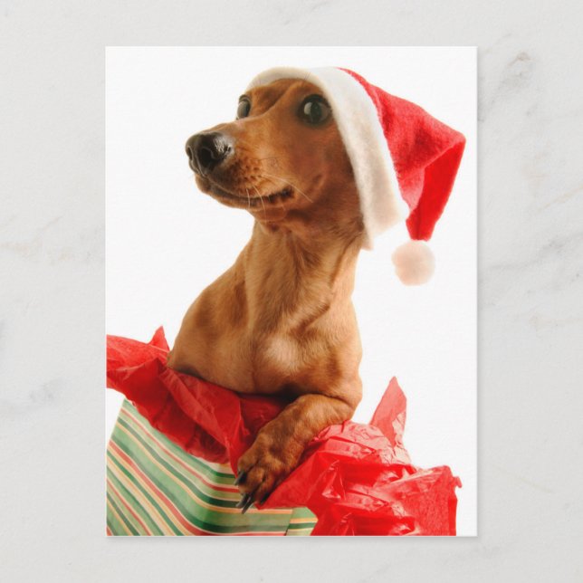 Dog on present with Santa hat Holiday Postcard (Front)