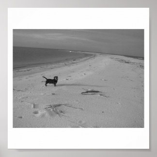 Dog on the Beach Poster