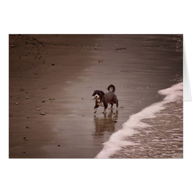 Dog on the Beach Sepia Toned Blank (Front Horizontal)