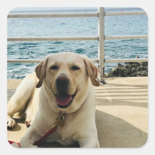 "Dog on the Dock" Labrador Dog Photo Sticker