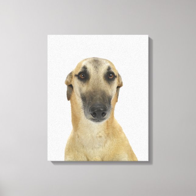 Dog on White 41 Canvas Print (Front)
