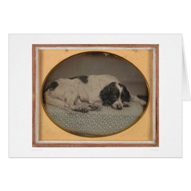 Dog owned by Sheldon Nichols (39986) (Front Horizontal)