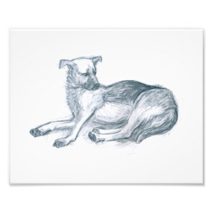 Dog. Pencil drawing. Photo Print