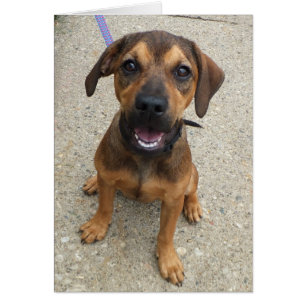 Dog Photo Card - Addie