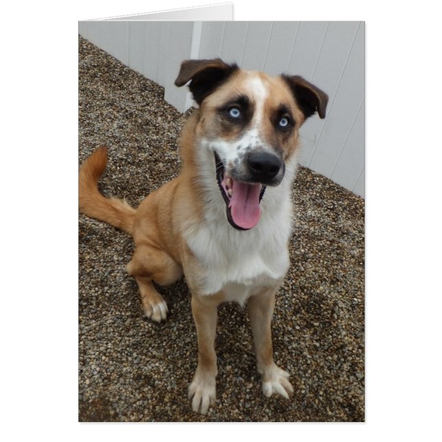 Dog Photo Card - Blu (Front)