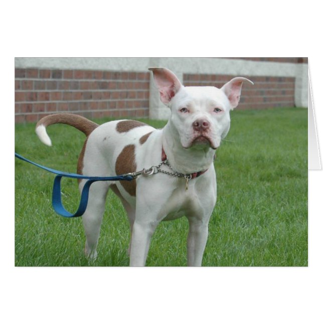 Dog Photo Card - Jersey (Front Horizontal)