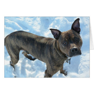 Dog Photo Card - Marshall Pickles