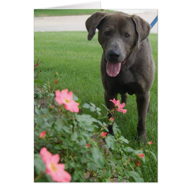 Dog Photo Card - Max (Front)