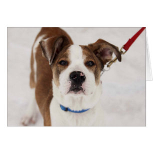 Dog Photo Card - Peyton