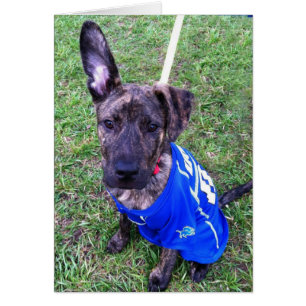 Dog Photo Card - Zero