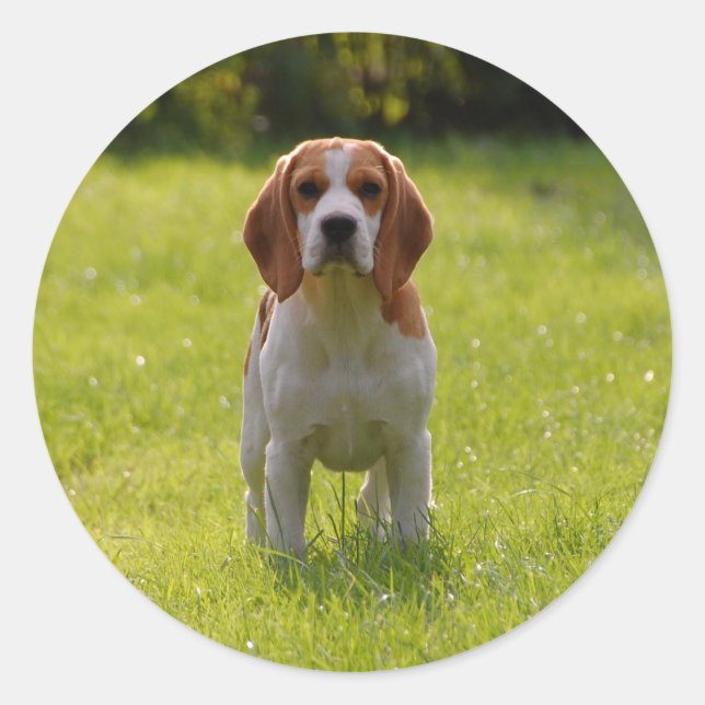 Dog Photo Personalized Classic Round Sticker (Front)