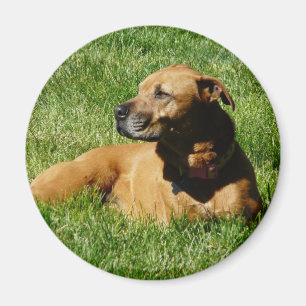 dog,pitbull/boxer mix magnet